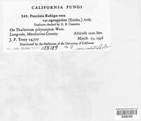 Puccinia recondita image